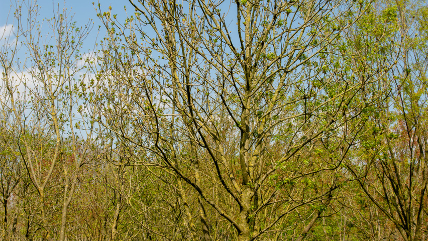 Fraxinus ornus multi-troncs
