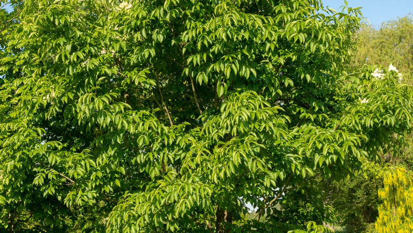 Fraxinus ornus multi-troncs