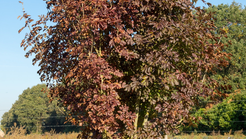 Fraxinus ornus multi-troncs forme parasol