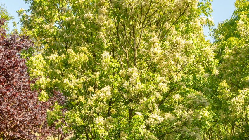 Fraxinus ornus multi-troncs forme parasol