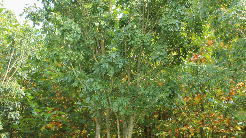 Fraxinus ornus multi-troncs forme parasol