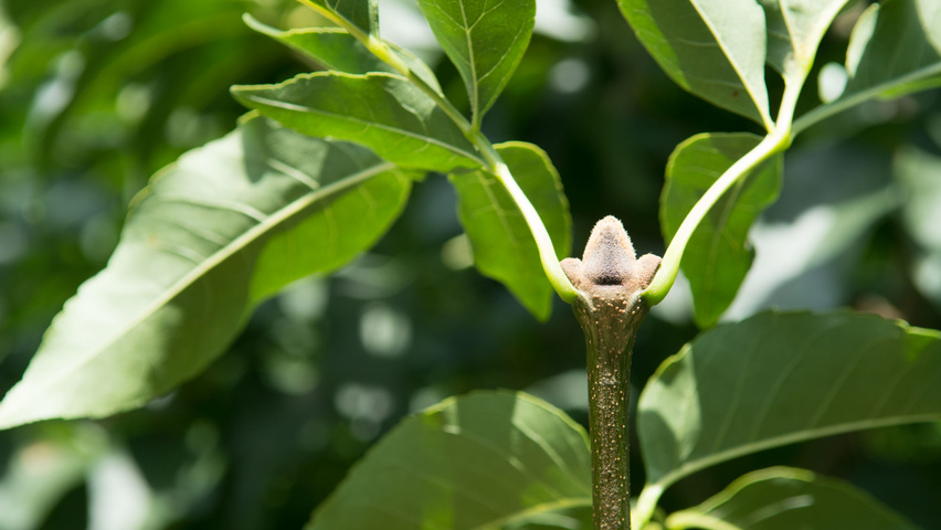 Fraxinus ornus rameaux