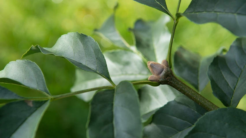 Fraxinus ornus rameaux