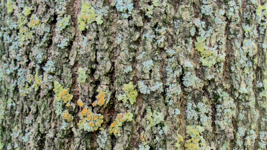 Fraxinus pennsylvanica Rinden