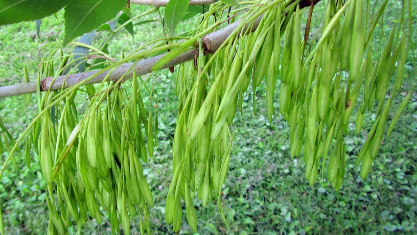 Fraxinus pennsylvanica Frucht