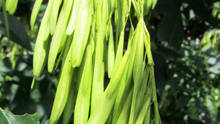Fraxinus pennsylvanica Frucht