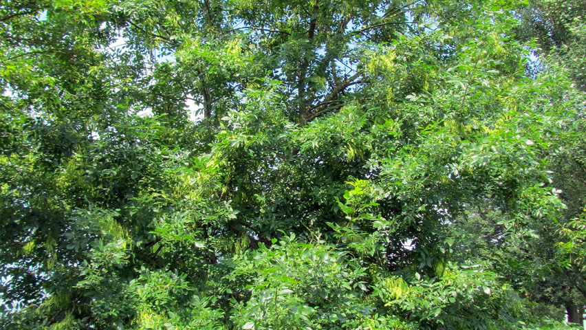 Fraxinus pennsylvanica halbstämmige