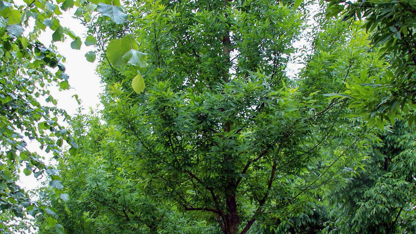 Fraxinus pennsylvanica hochstämmig
