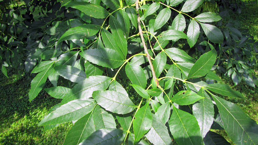 Fraxinus pennsylvanica Blatt