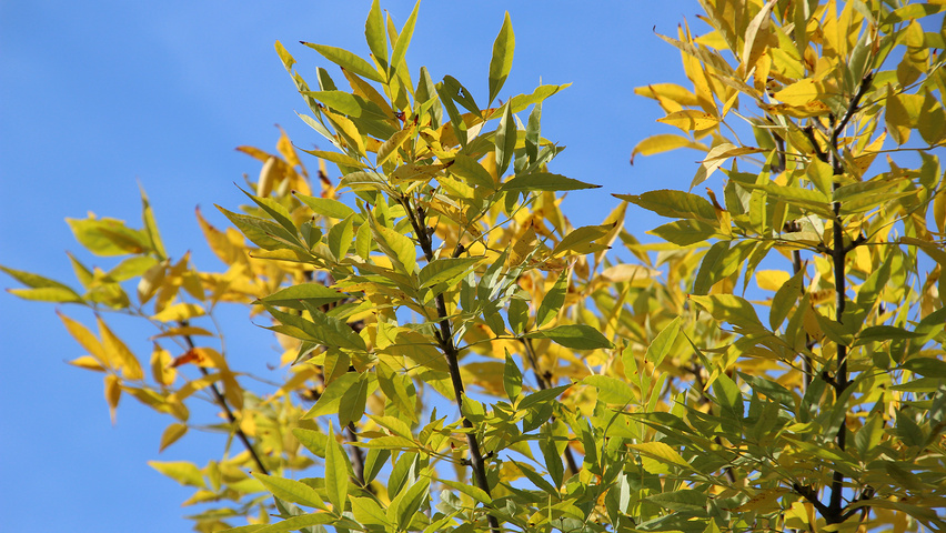 Fraxinus pennsylvanica 'Summit' autumn leaves
