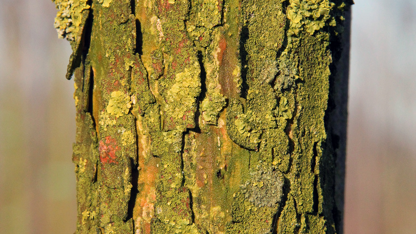 Fraxinus pennsylvanica 'Summit' bark