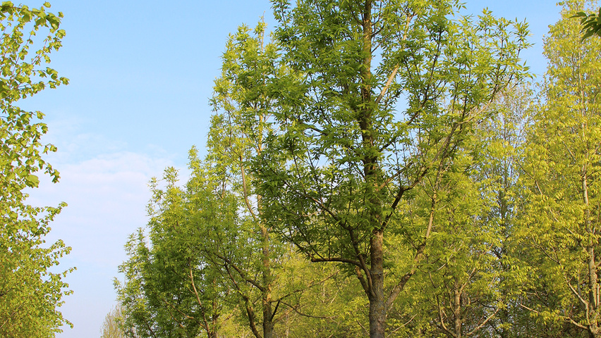Fraxinus pennsylvanica 'Summit' standard tree
