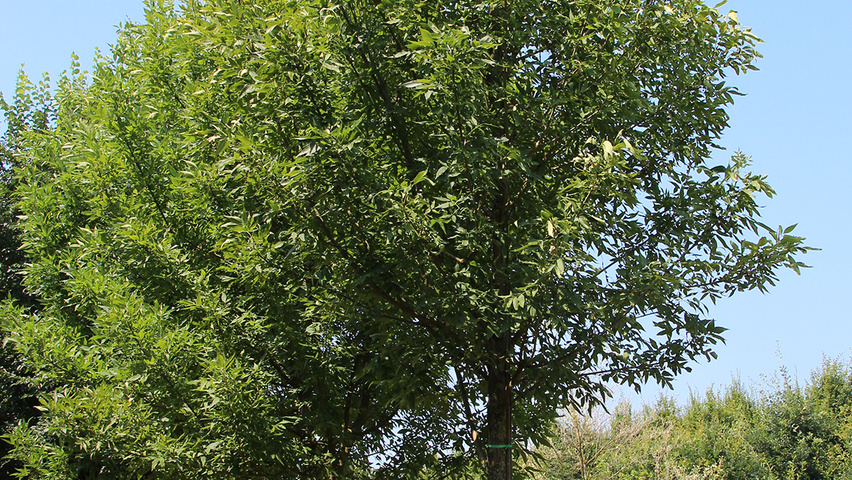 Fraxinus pennsylvanica 'Summit' standard tree