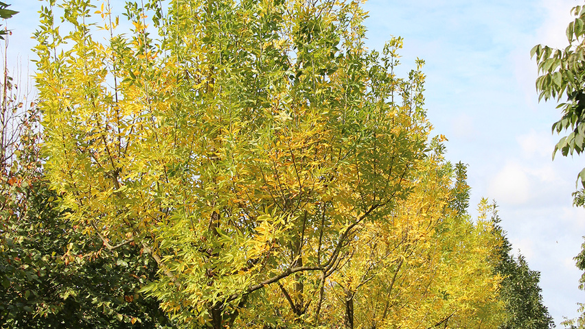Fraxinus pennsylvanica 'Summit' standard tree