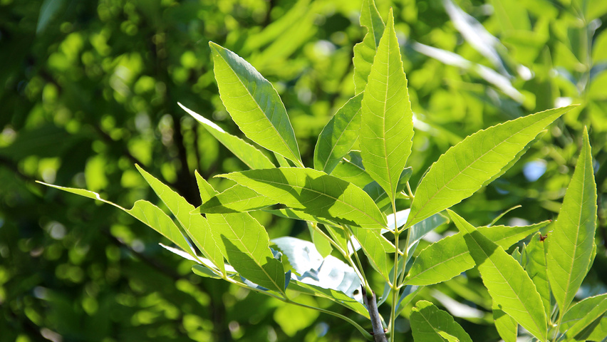 Fraxinus pennsylvanica 'Summit' leaves