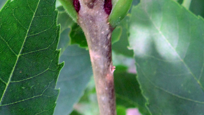 Fraxinus pennsylvanica Zweige