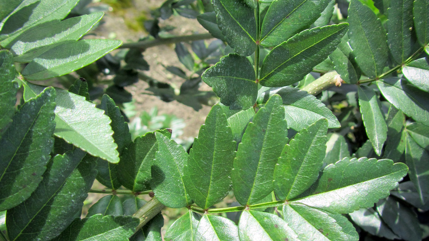 Fraxinus xanthoxyloides var. dumosa leaves
