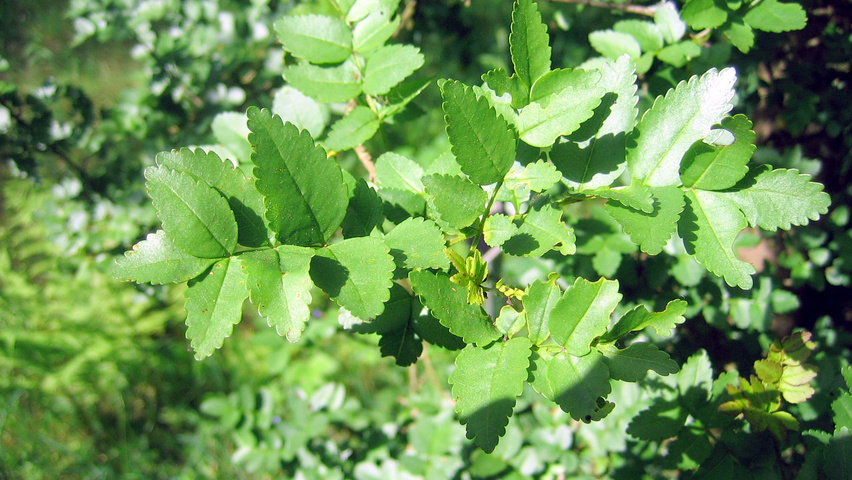 Fraxinus xanthoxyloides var. dumosa leaves