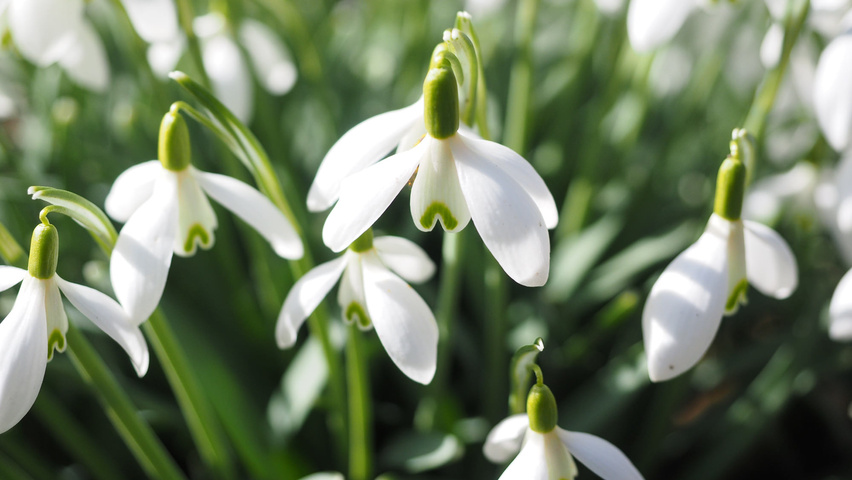 Galanthus elwesii Blumen