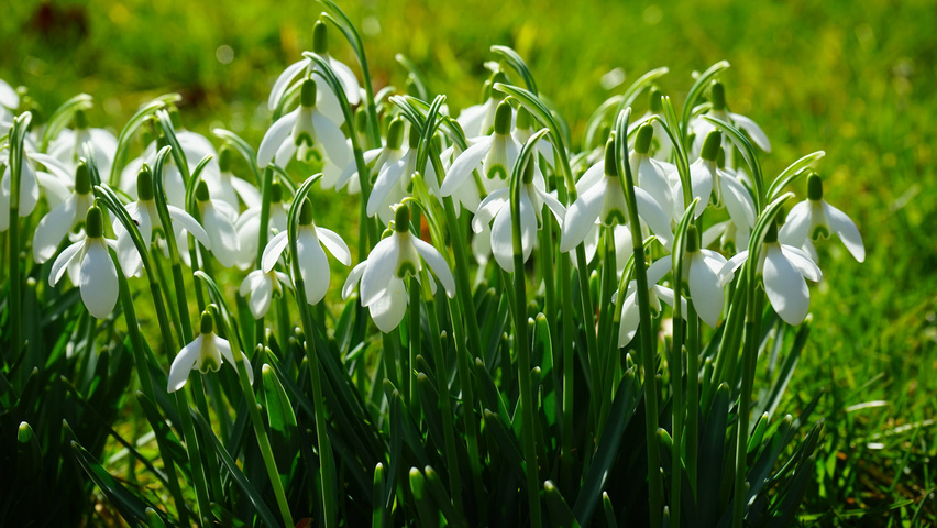 Galanthus elwesii Blumen