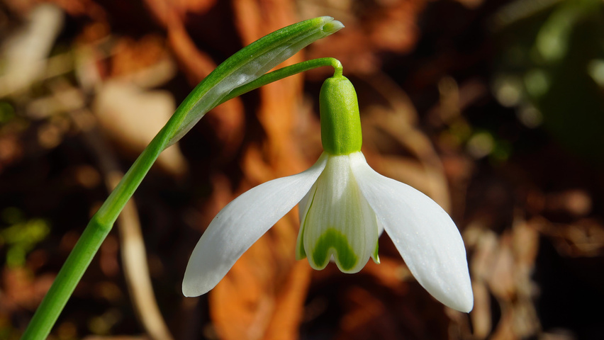 Galanthus elwesii Blumen