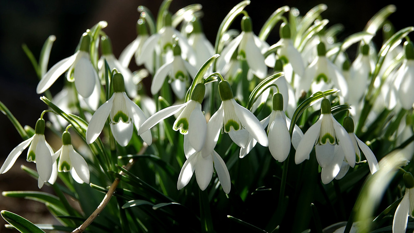 Galanthus elwesii Blumen