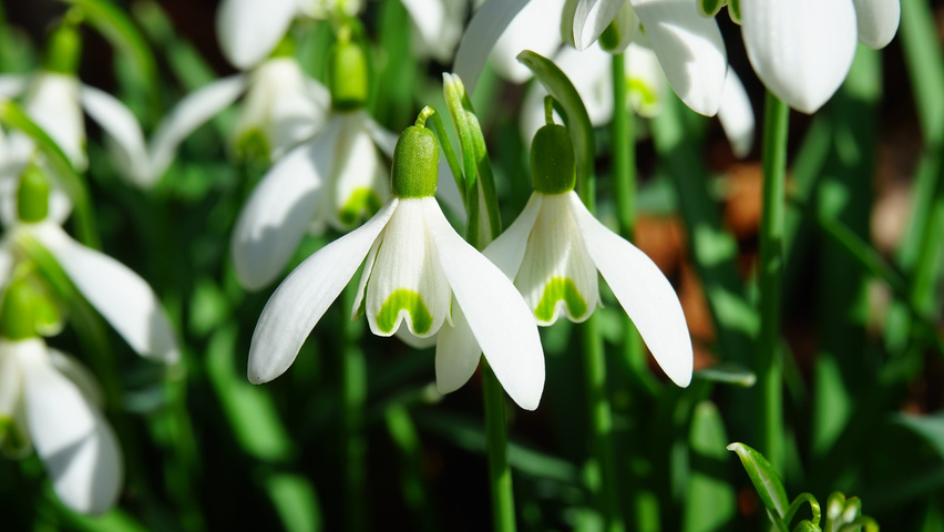 Galanthus elwesii Blumen