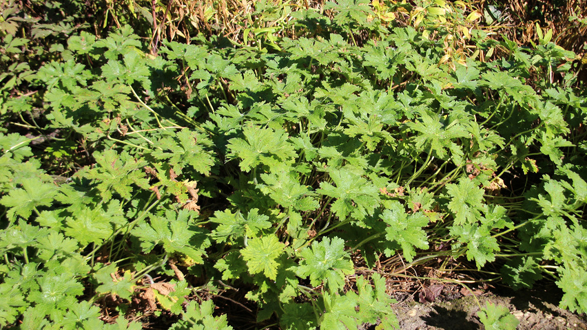 Geranium 'Brookside' leaves