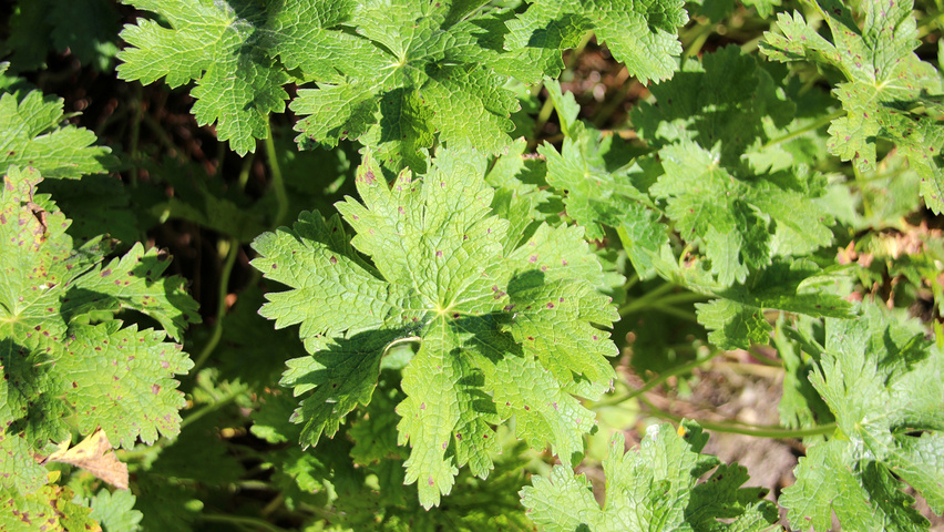 Geranium 'Brookside' leaves