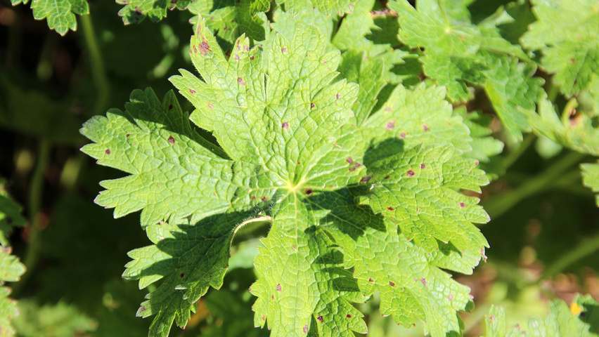 Geranium 'Brookside' leaves