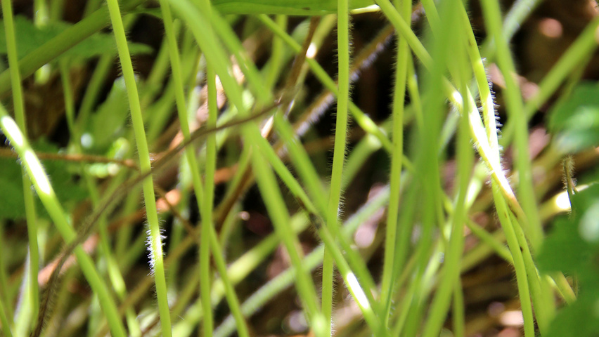 Geranium 'Brookside' twigs