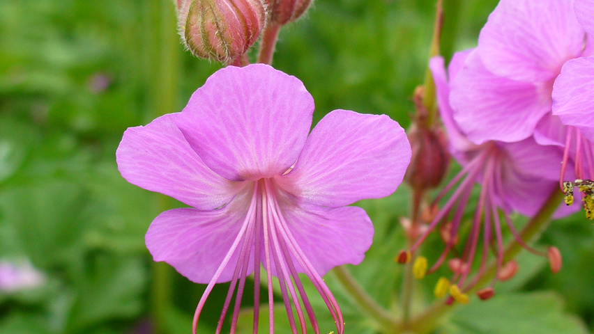 Geranium macrorrhizum flowers