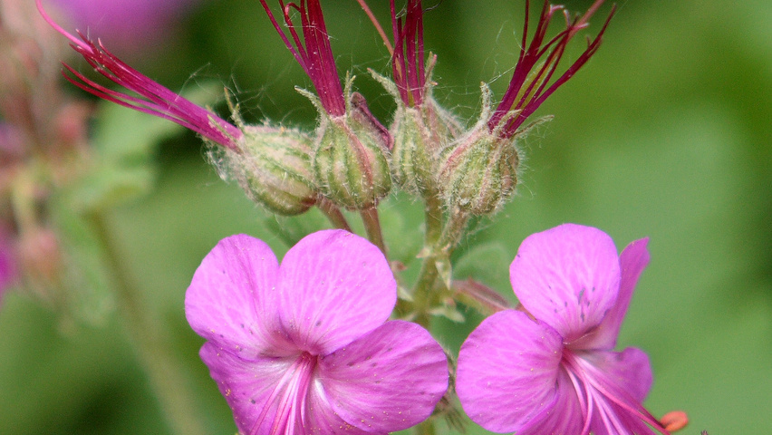 Geranium macrorrhizum flowers