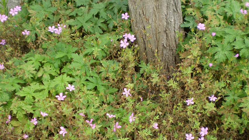 Geranium macrorrhizum 'Spessart' fleurs