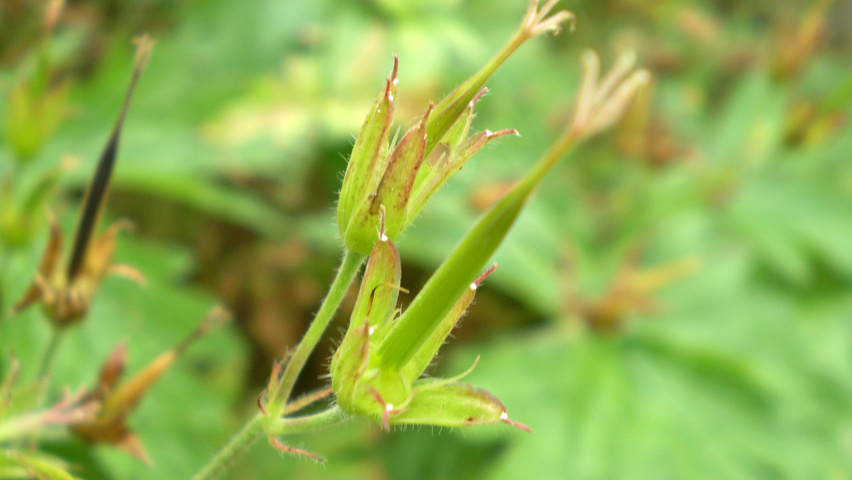 Geranium macrorrhizum 'Spessart' fleurs