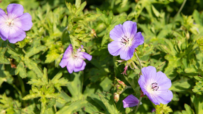 Geranium 'Rozanne' flowers
