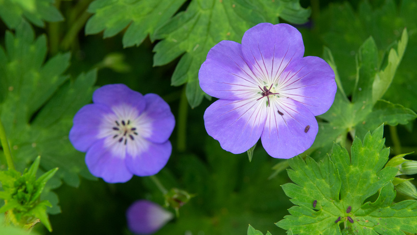 Geranium 'Rozanne' flowers