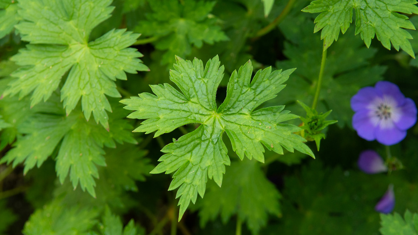 Geranium 'Rozanne' leaves