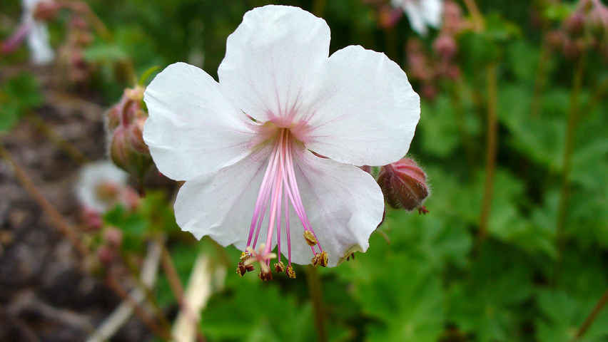 Geranium x cantabrigiense 'Biokovo' цветки