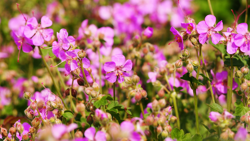 Geranium x cantabrigiense 'Cambridge' цветки