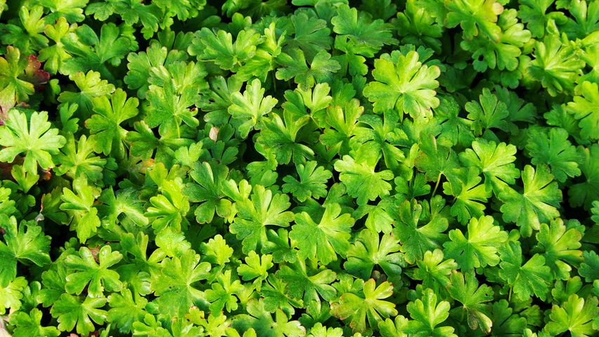 Geranium x cantabrigiense 'Cambridge' листья
