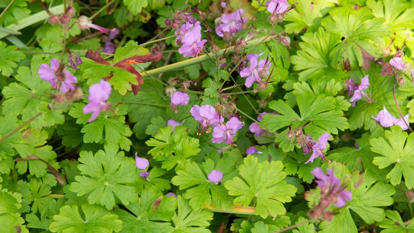 Geranium x cantabrigiense 'Karmina' Blumen