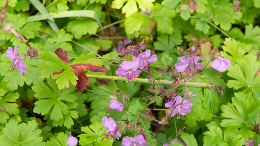 Geranium x cantabrigiense 'Karmina' Blumen