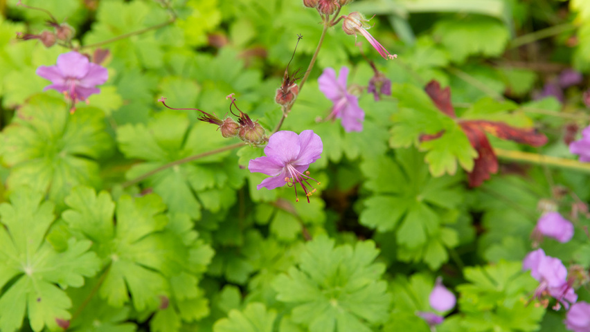 Geranium x cantabrigiense 'Karmina' Blumen