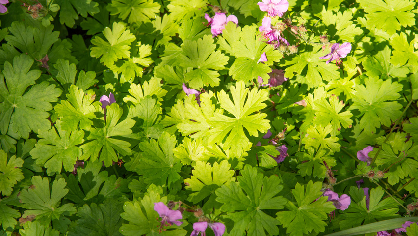 Geranium x cantabrigiense 'Karmina' Blatt