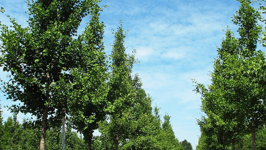 Ginkgo biloba 'Autumn Gold' hoogstam