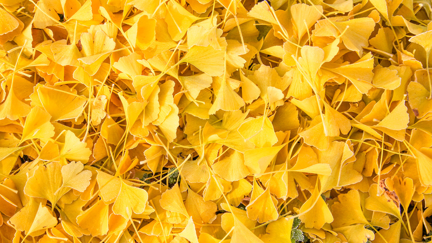 Ginkgo biloba Herbstblatt