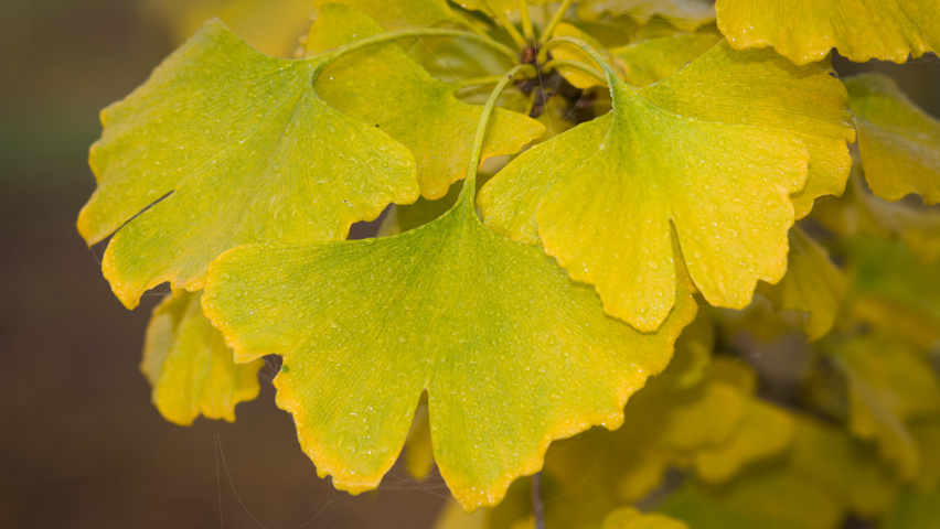 Ginkgo biloba Herbstblatt