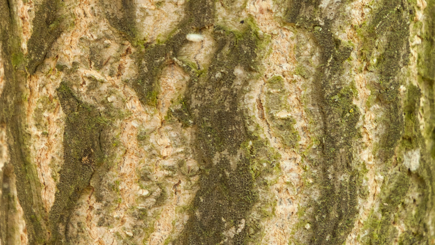 Ginkgo biloba Rinden