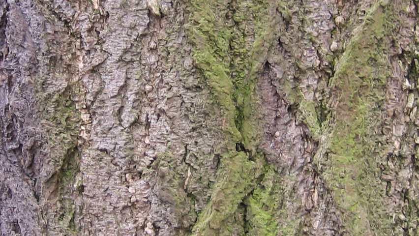 Ginkgo biloba Rinden